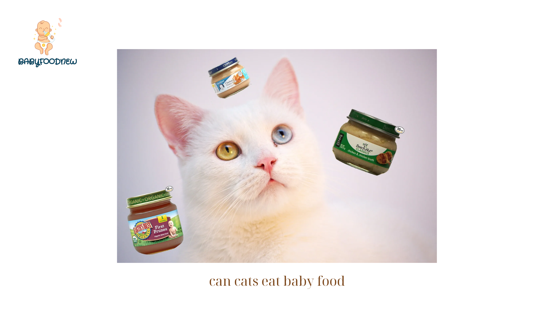 can cats eat baby food (1)