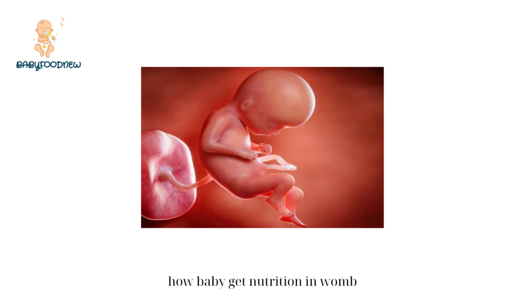 how baby get nutrition in womb