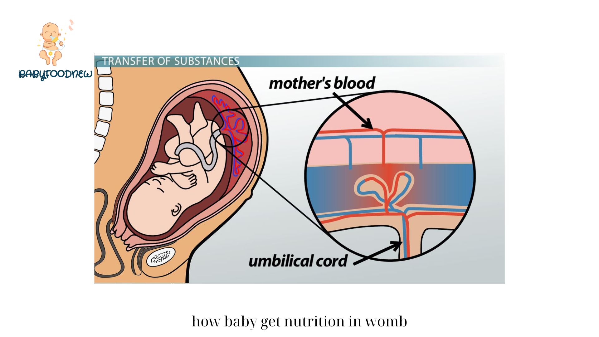 How Baby Get Nutrition in Womb? Exploring the Fact of Baby Life