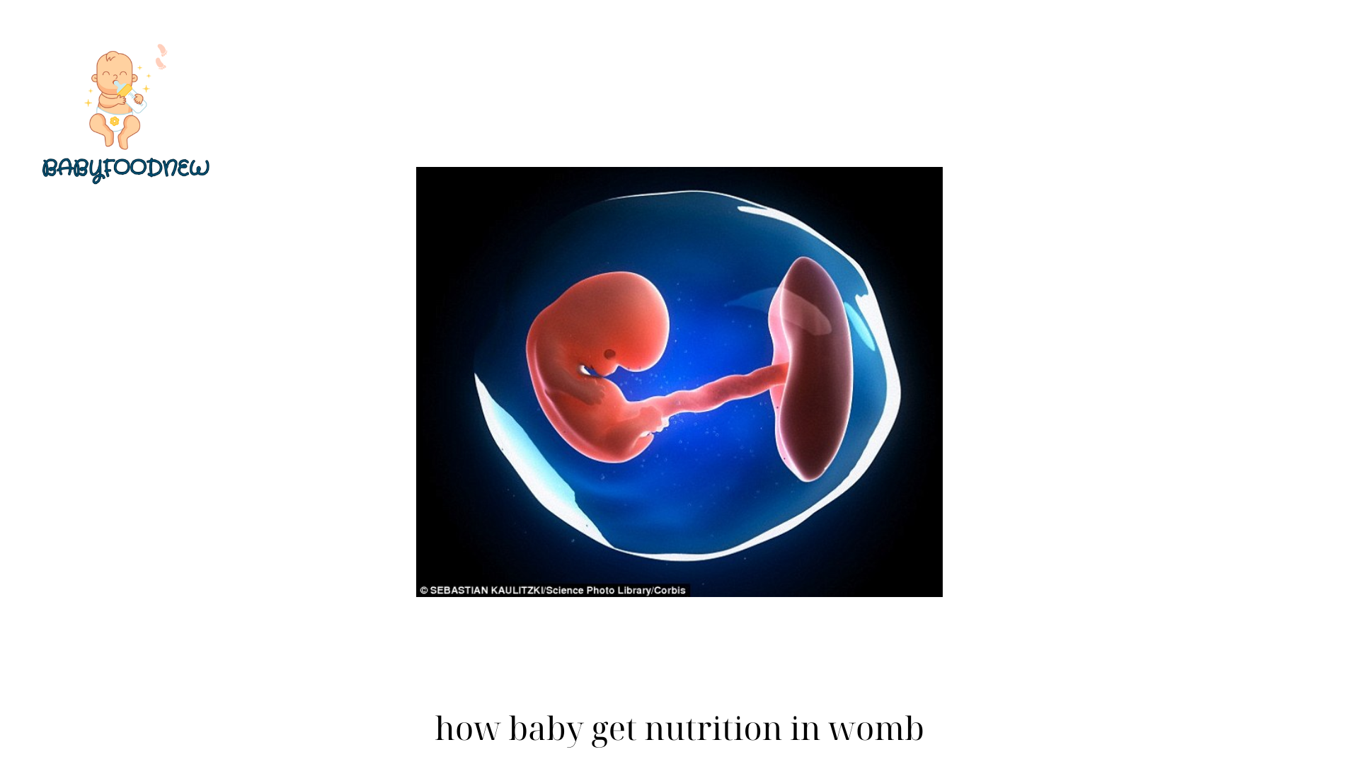 How Baby Get Nutrition in Womb? Exploring the Fact of Baby Life